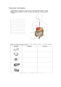 Trabajo practico sistema digestiv o