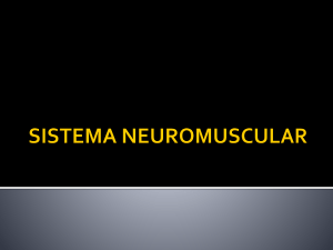Sistema Neuromuscular 