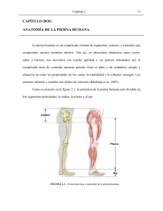 anatomia pierna