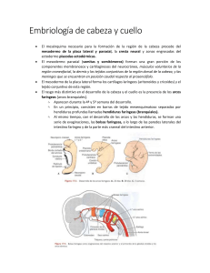 Embriología de cabeza y cuello