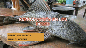Presentación1 peces