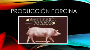 porcina