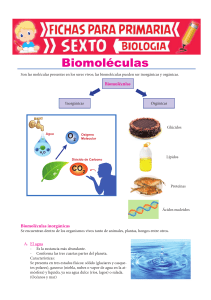 Biomoléculas-para-Sexto-de-Primaria