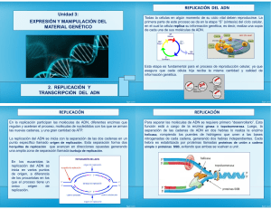 2. Replicación y transcripción del ADN 