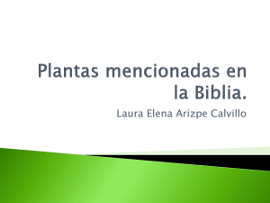 95716779-Plantas-Mencionadas-en-La-Biblia
