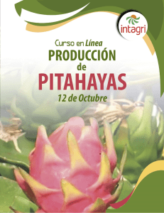 13-programa-Pitahaya