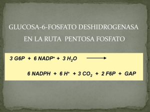 ruta pentosa fosfato