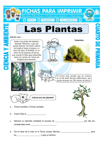 Ficha-Las-Plantas-para-Cuarto-de-Primaria