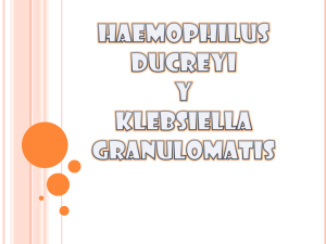 haemophilusducreyi