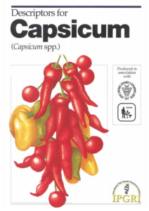 Descriptors for capsicum  Capsicum spp.  345