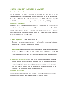 Cultivo de Guineo y Pl&aacute;tano en El Salvador: Gu&iacute;a Pr&aacute;ctica