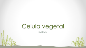 Celula vegetal