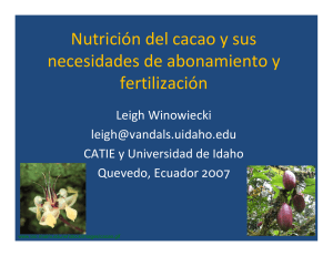 Nutrición del cacao y sus necesidades de abonamiento y fertilización