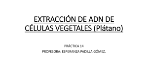 EXTRACCIÓN DE ADN DE CÉLULAS VEGETALES (Plátano
