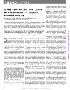 A Programmable Dual-RNA–Guided DNA Endonuclease in Adaptive Bacterial Immunity
