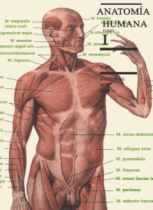 anatomia humana tomo1 archivo1