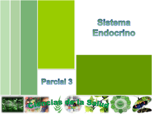 13 Sistema endocrino
