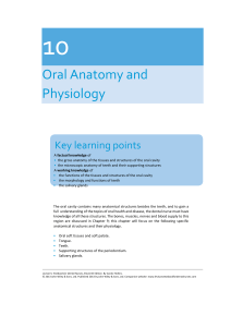 anatomia oral