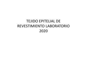 TEJIDO EPITELIAL DE REVESTIMIENTO LABORATORIO 2020 BIEN