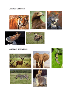 ANIMALES CARNIVOROS