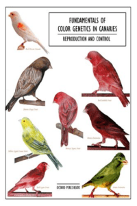Fundamentals of Color Genetics in Canaries Reproduction and Control (VetBooks.ir)