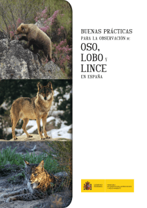 Buenas prácticas para la observacion de oso, lobo y lince en España