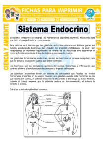 Sistema-Endocrino-para-Sexto-de-Primaria