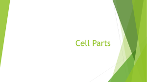 Cell Parts Notes