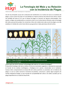 55. La Fenologia del Maiz y su Relacion con la Incidencia de Plagas (1)