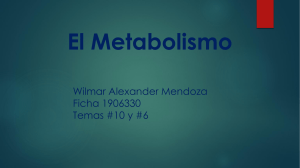 El Metabolismo