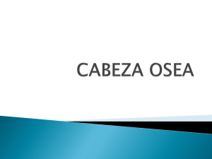 CABEZA OSEA