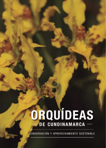 Orquideas de Cundinamarca