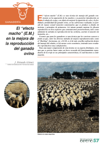 El efecto macho en la mejora de la reproducción del ganado ovino