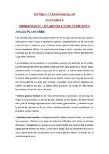 CIRCULACION DE LOS ARCOS PLANTARES ANATOMIA CESAR OÑATE