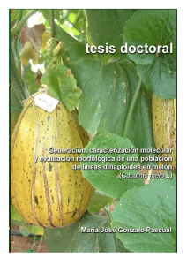 Tesis Doctoral producción de melón
