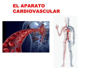 Aparato cardiovascular Noveno