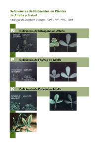 Deficiencias de nutrientes en plantas de alfalfa y trebol