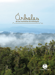 Arboles de las montañas de Antioquia.