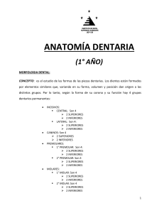 ANATOMIA DENTARIA (II PARTE)