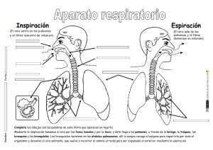 Aparato-respiratorio-primaria