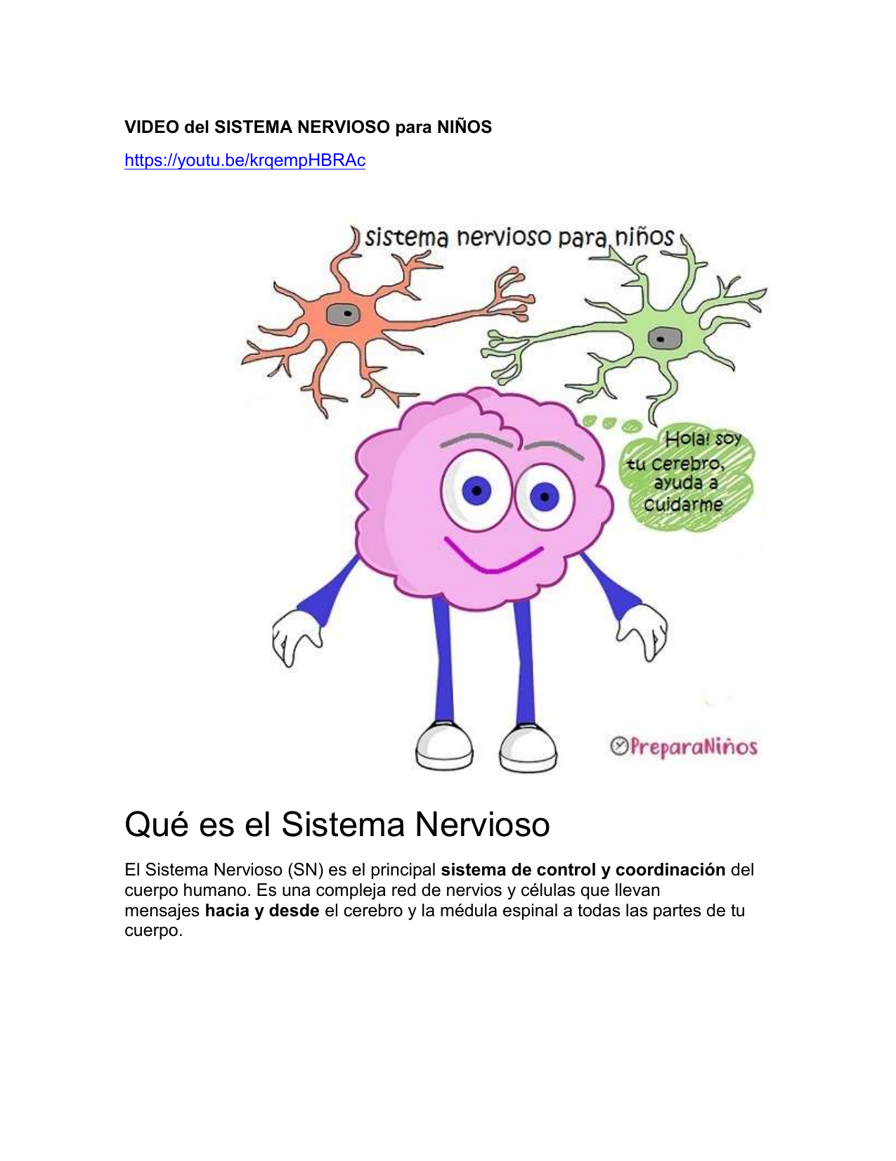 El sistema nervioso. órganos y funciones