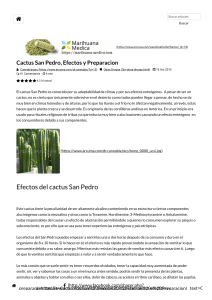 Cactus San Pedro, Efectos y Preparacion - Blog Arcuma