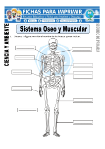 Ficha-de-Sistema-Oseo-y-Muscular-para-Segundo-de-Primaria (1)