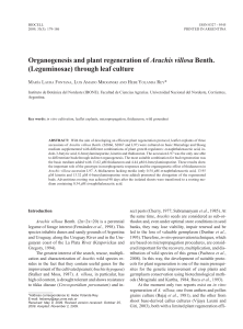 Organogenesis and plant regeneration of Arachis villosa Benth. (Leguminosae) through leaf culture