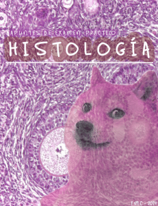 Guía Examen Práctico Histología