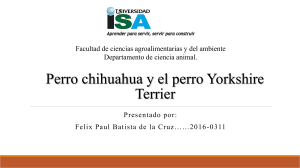 Presentación. Cinofilia. Perro chihuahua y el perro Yorkshire Terrier. 