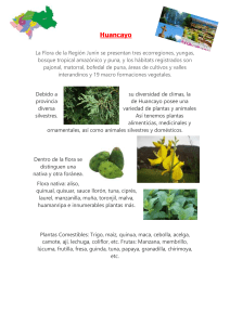 Infografía Flora