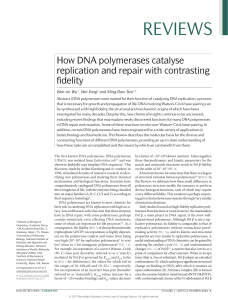 Como la ADN polimerasa cataliza la repricacion y repara con gran fidelidad