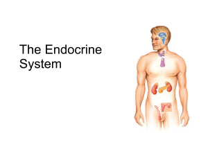 The endocrine system ppt