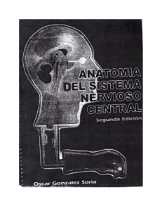 Anatomia del Sistema Nervioso Central